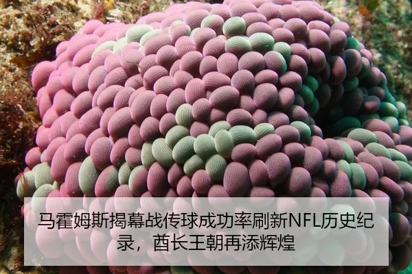 ma-huo-mu-si-jie-mu-zhan-chuan-qiu-cheng-gong-lv-shua-xin-li-shi-ji-lu-qiu-zhang-wang-chao-zai-tian-hui-huang-2-387.jpg